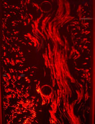 Waserspiel Rot